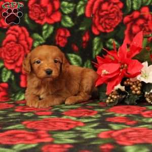 Cole, Mini Goldendoodle Puppy